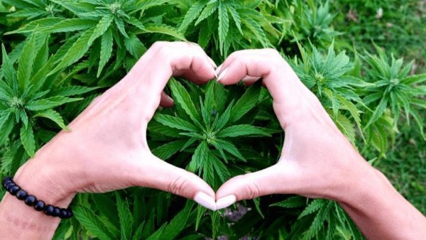 Hands in a heart shape over cannabis leaves.