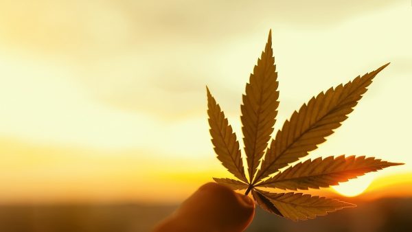 Between October and the end of December 2020, over $250 million worth of cannabis was sold through the OCS, amounting to 30 million grams, an increase of 16%.