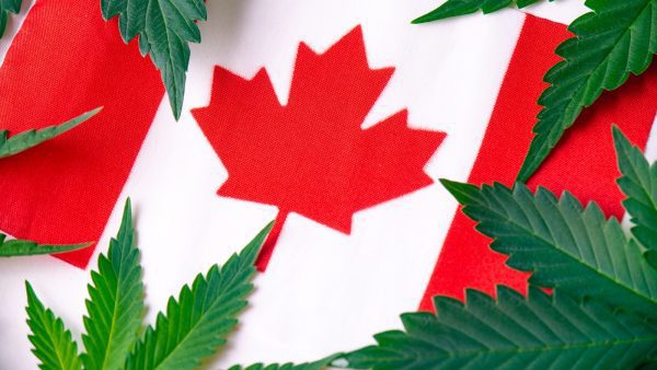 ﻿ Are provincial licensed producer (LP) ownership inequities here to stay? Provincial inequities regarding LP ownership and cannabis retail need to be addressed.