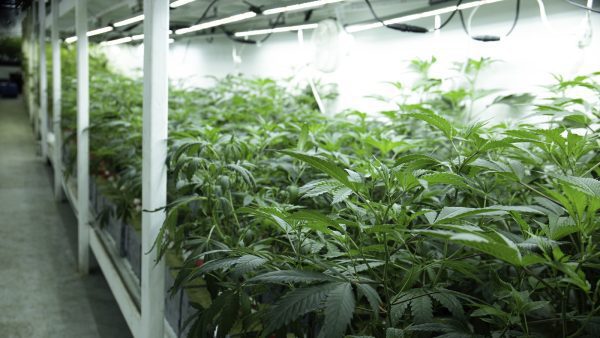 ﻿ In Canadian cannabis, farmgate retail policies are within the bounds of each province’s own legislation, and each province is taking a different approach.