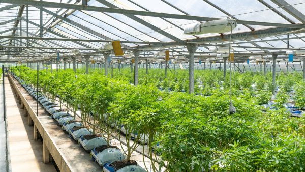 cannabis cultivation facility