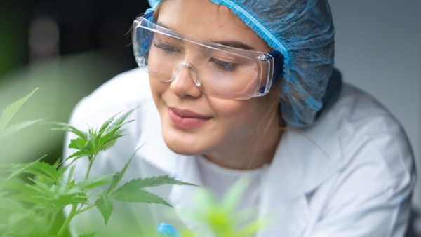 ﻿ Data for October to December 2022 shows a continued increase in cannabis inventory & sales across Canada, as production space and number of employees declines.